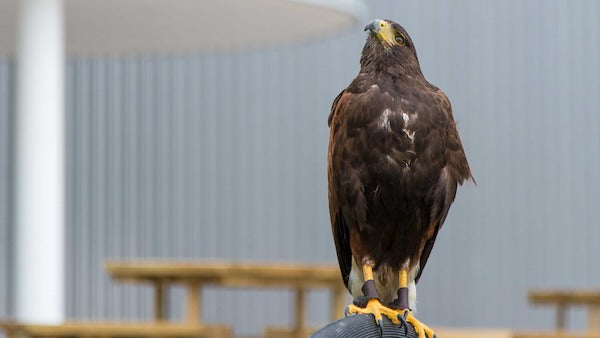 Watching like a hawk